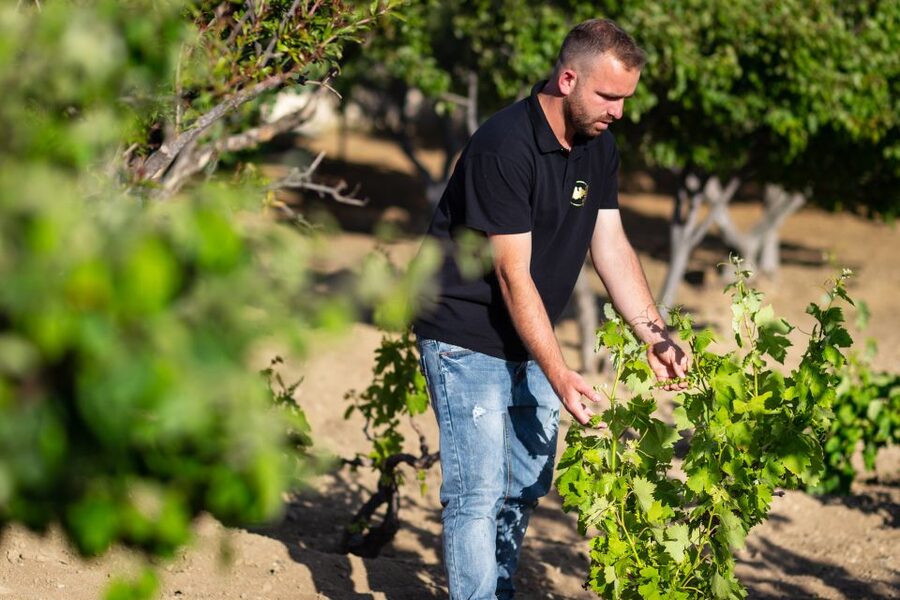 Mykonos: Winery Vineyard Experience with Food & Wine Tasting - Key points to know before you book