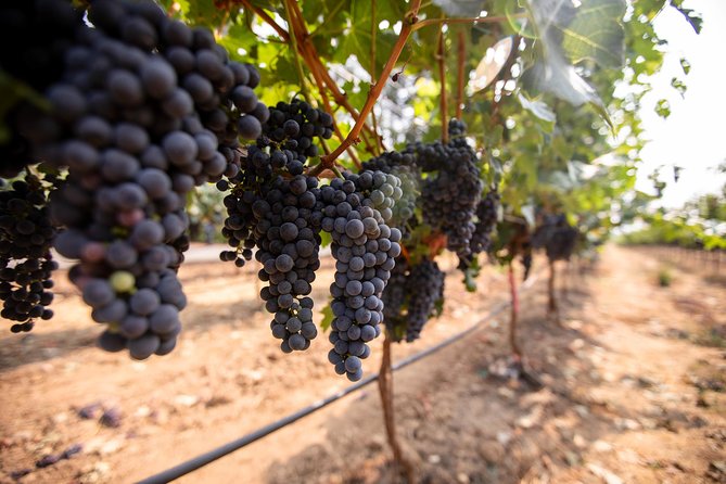 Napa and Sonoma Wine Country Full-Day Tour from San Francisco - What the $165 price really covers