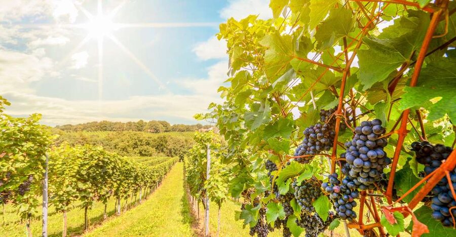 Napa Valley: Guided Wine Tour with Picnic Lunch - Key points at a glance