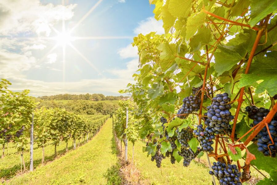 Napa Valley: Guided Wine Tour with Picnic Lunch - Why the smaller wineries make a difference