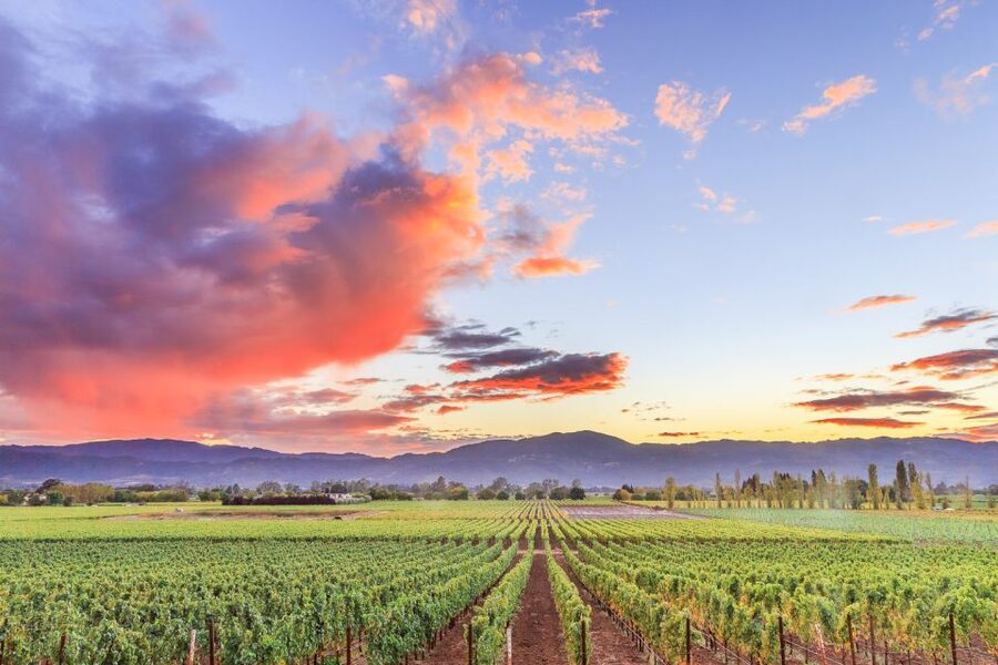 Napa Valley: Guided Wine Tour with Picnic Lunch - Picnic lunch at a winery