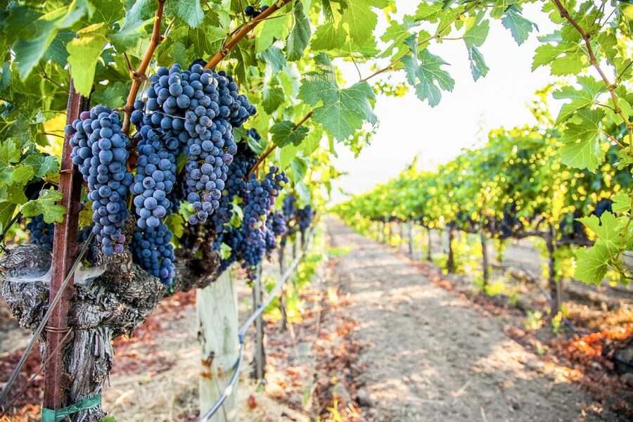 Napa Valley: Guided Wine Tour with Picnic Lunch - Scenic drives and the value of having a designated driver