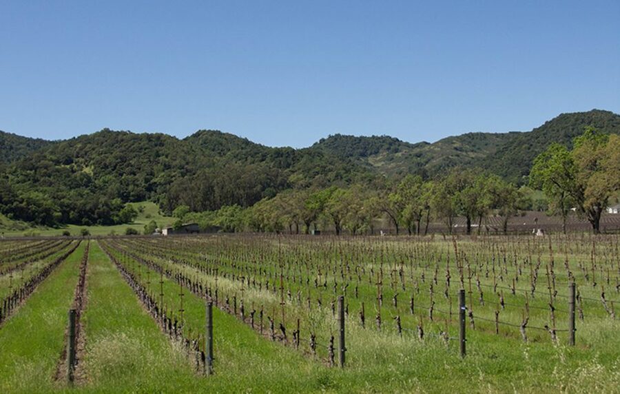 Napa Valley: Wine Tasting Tour by Open Air Trolley & Lunch - How the $135 price compares with doing Napa alone