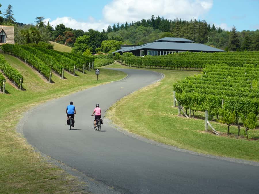 Napier: Cape Coast Winery Tour on E-Bikes - Clearview Estate and Elephant Hill on the coast