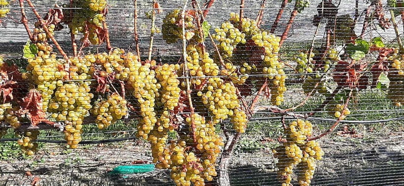 Napier: Winery + Gin Tasting Tour with Lunch Thu Fri Sat - Mission Estate: lunch in a historic house