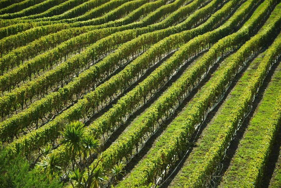 Naples: Mount Vesuvius Vineyard Tour w/ Lunch & Wine Tasting - A vineyard lunch on the slopes of Vesuvius