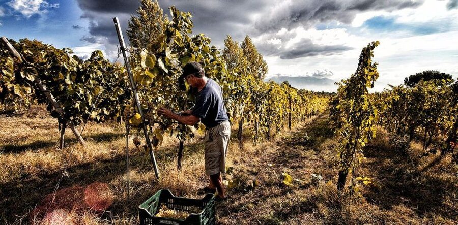 Naples: Mount Vesuvius Vineyard Tour w/ Lunch & Wine Tasting - The short vineyard walk and family wine-making story