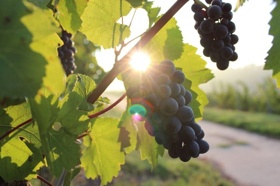 Naples: Mount Vesuvius Vineyard Tour w/ Lunch & Wine Tasting - Is $65 a fair price?