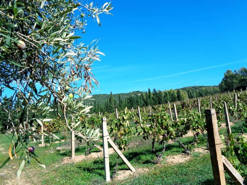 Near Cagliari: The World of Natural Wine at "In Our Garden" - Key things to know before booking
