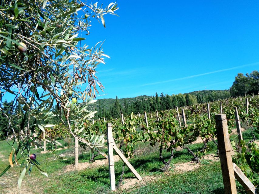 Near Cagliari: The World of Natural Wine at "In Our Garden" - A working farm 30 to 40 minutes from Cagliari