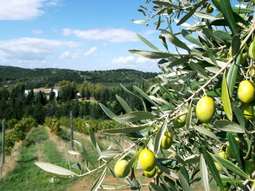 Near Cagliari: The World of Natural Wine at "In Our Garden" - Who will enjoy this visit most