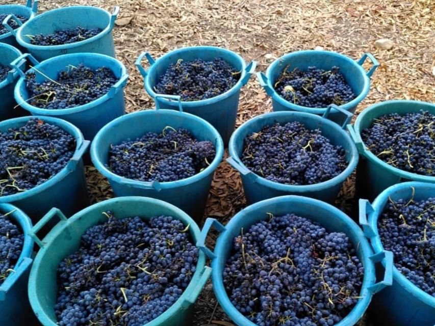 Near Cagliari: The World of Natural Wine at "In Our Garden" - Languages, timing, and cancellation