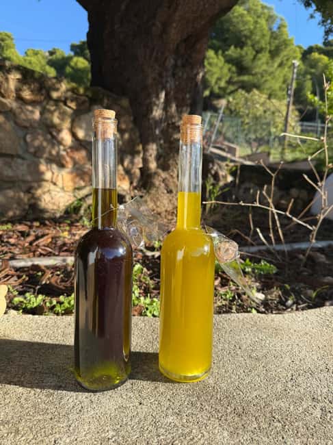 Near Malaga: Mijas Organic Vineyard, 5 Wines, 2 Oils & Tapas - Key points to know
