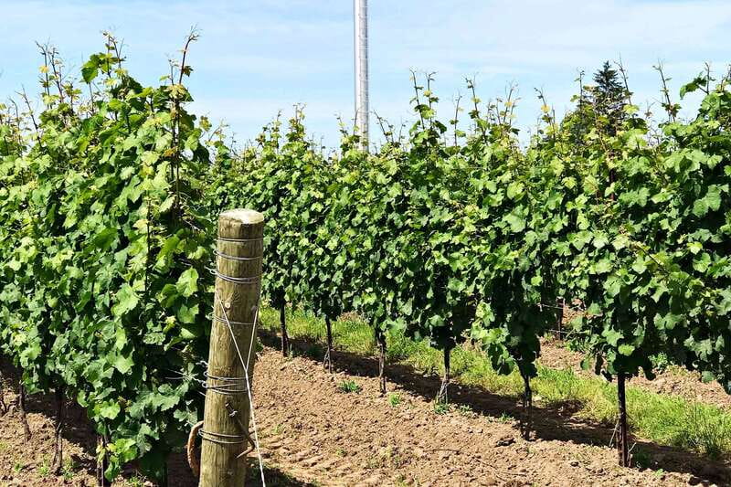 Niagara-on-the-Lake: Wine & Charcuterie Tour with Tastings - Konzelmann Estate: wine meets charcuterie
