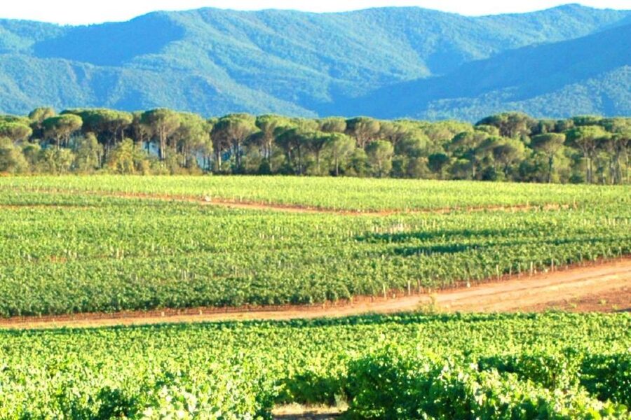 Nice: Full-Day Côtes de Provence Wine Tour - The guides make the difference