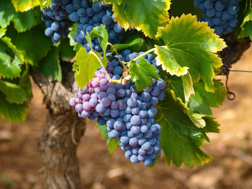 Nice: Half-Day Saint Paul de Vence and Wine Tasting Tour - Timing, comfort, and small practical details