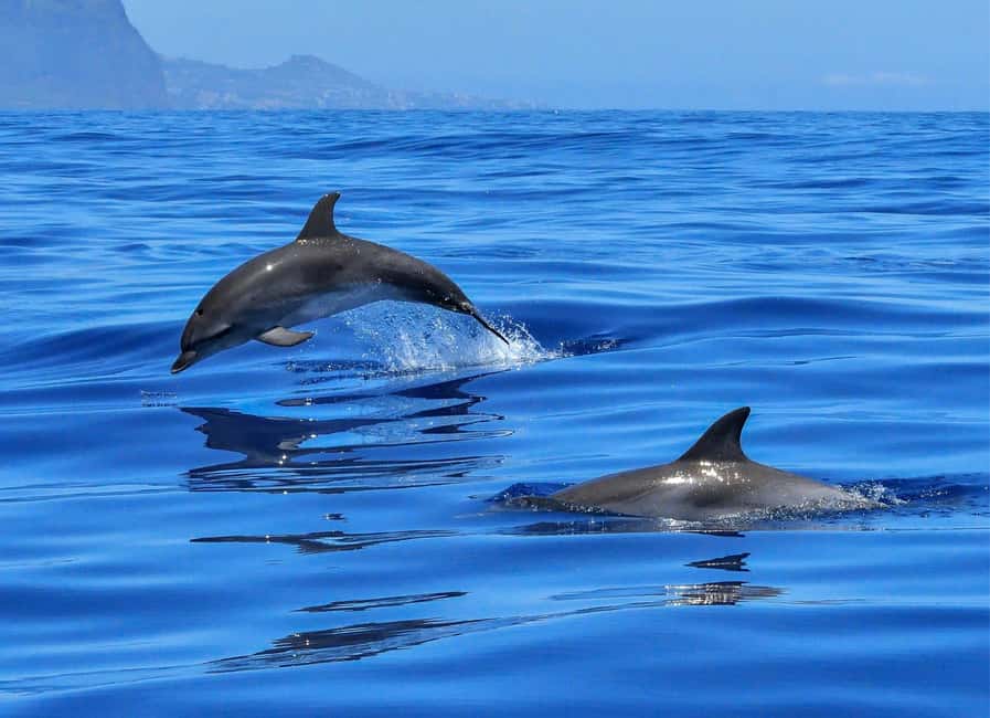 Olbia: Dolphin Watching & Swim with prosecco aperitif - Leaving MOYS Marina in Olbia