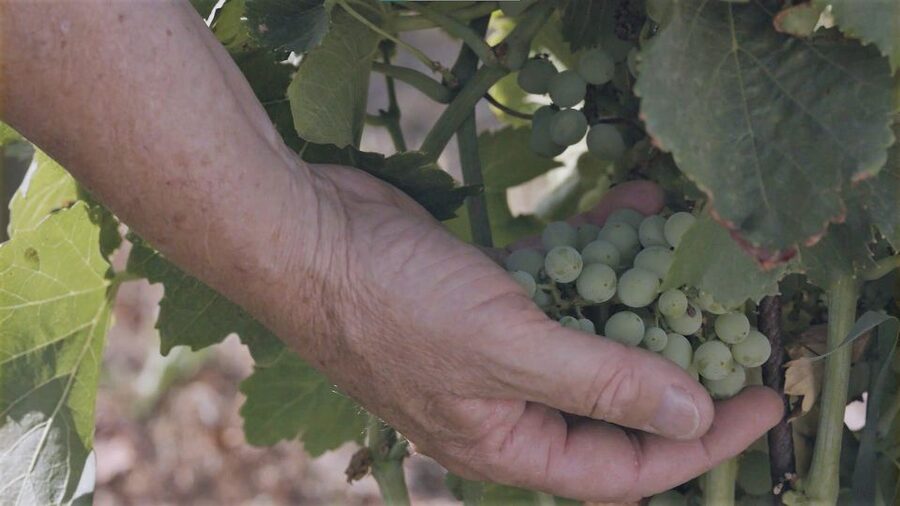 Olbia: Gallura Winery Guided Tour with Tasting - The rescued animals add an unexpected stop