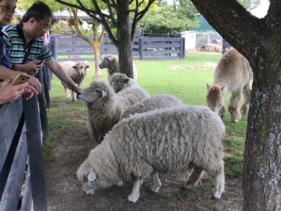 Onshore Highlights of Marlborough's Wine Region from Picton - Adding food to a wine-focused day