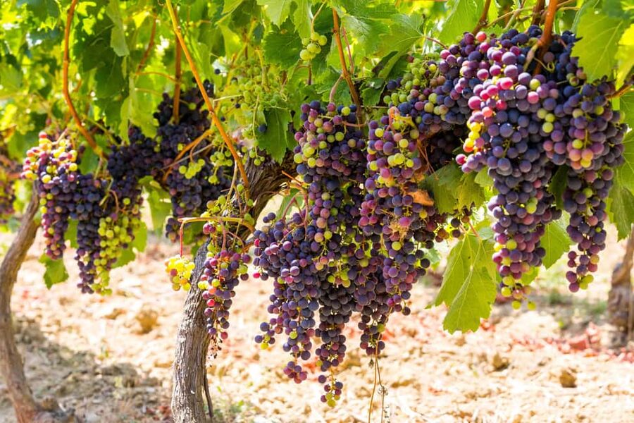 Organic Wine Tasting with Saint paul Half Day Tour from Nice - Saint Paul de Vence in 45 minutes to 90 minutes