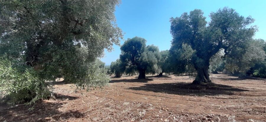 Ostuni: Guided e-bike tour + countryside tasting stop - Should you book it?