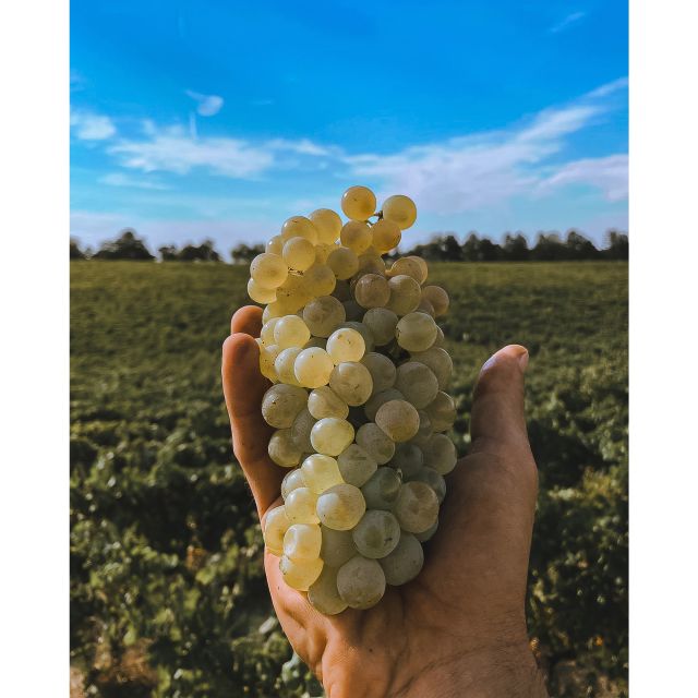 Ozzano Emilia: Guided Cellar Walking Tour with Wine Tasting - Meeting the family behind the wines
