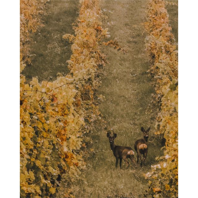 Ozzano Emilia: Guided Cellar Walking Tour with Wine Tasting - Practical tips before you go