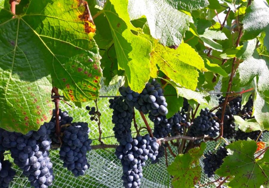Paihia or Kerikeri: Wine, Spirit, & Craft Beer Tour - How the $125 price works out