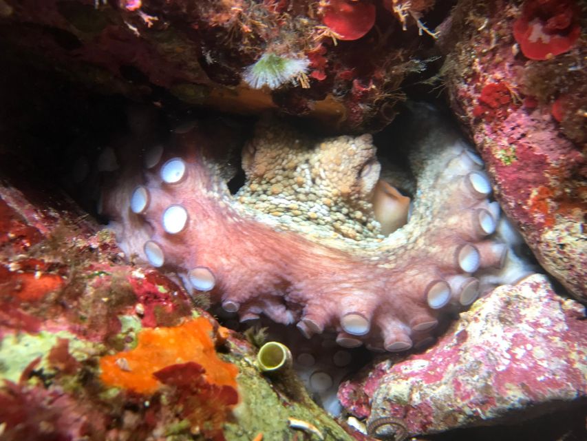 Palermo: Full-Day Snorkeling Boat Tour with Lunch and Wine - Capo Gallo Reserve and the strongest snorkeling stop