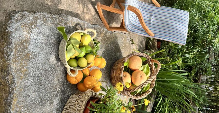 Palma: Orange Farm, Olive Mill, & Winery Tour with Tastings - What makes the olive mill the day’s anchor