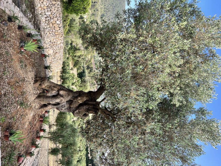 Palma: Orange Farm, Olive Mill, & Winery Tour with Tastings - Should you book this Mallorca food tour?