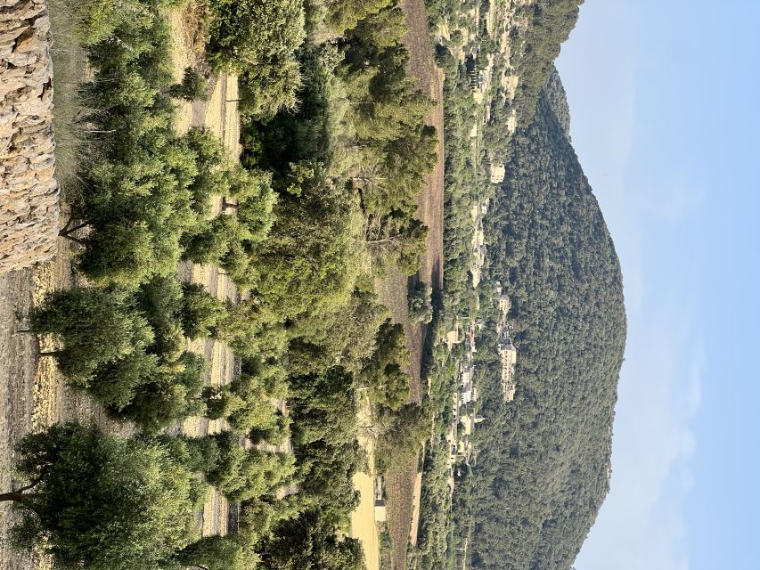 Palma: Orange Farm, Olive Mill, & Winery Tour with Tastings - From Palma to the orange trees
