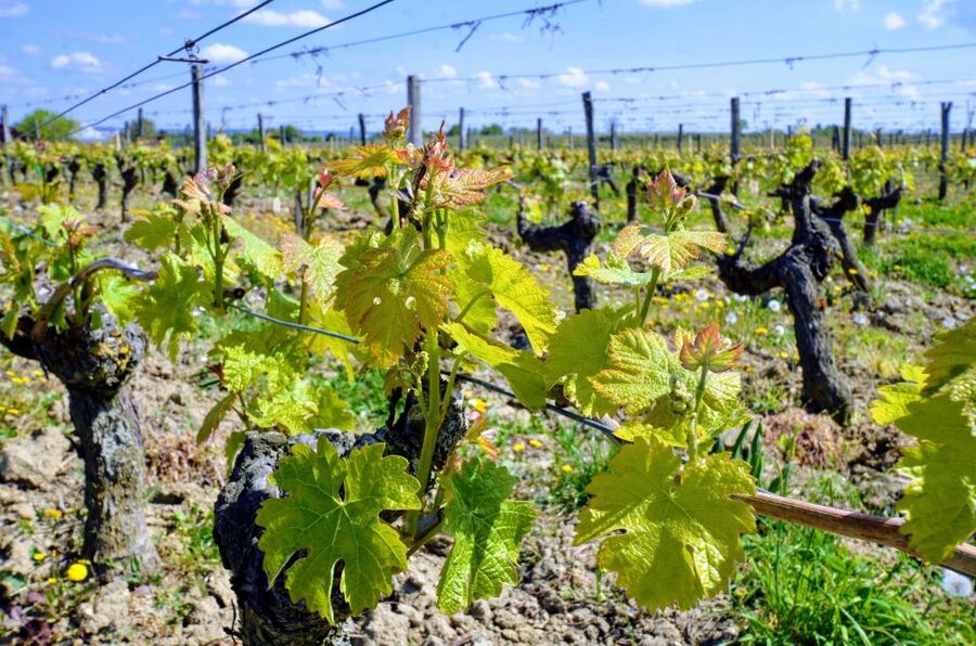 Paris: Loire Valley Chambord Castle, Wine Tasting & Lunch - Who should book this Loire Valley day trip