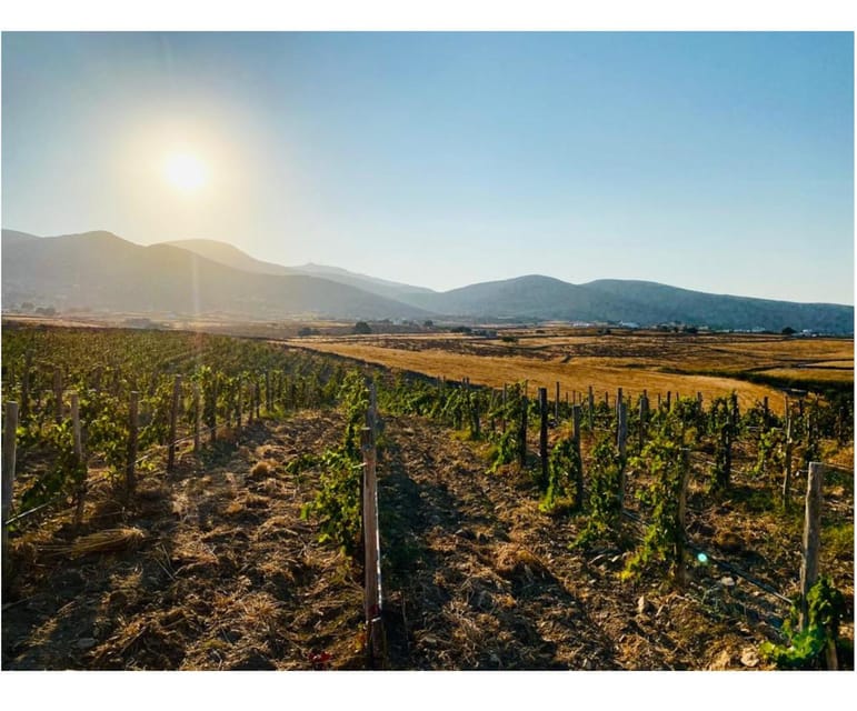 Paros: Wine tasting at Local Winery - My recommendation