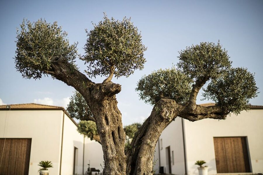 Partinico: Historic Sicilian Vineyard & Wine Tasting Tour - Key points to know before booking