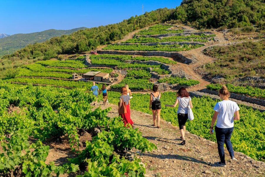 Pelješac Full-Day Wine and Food Tour from Dubrovnik - What the $259 price really covers