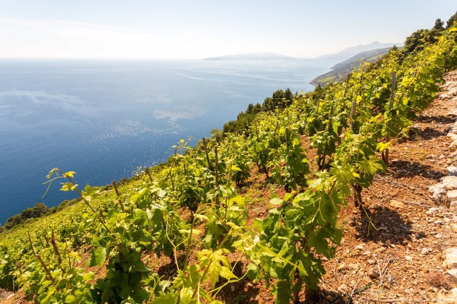 Pelješac Full-Day Wine and Food Tour from Dubrovnik - Oysters, homemade wine, and the waters of Mali Ston