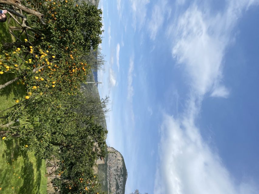 Piano di Sorrento: Cooking Class with Food Tasting and Wine - Wine, limoncello, and lunch beneath the trees