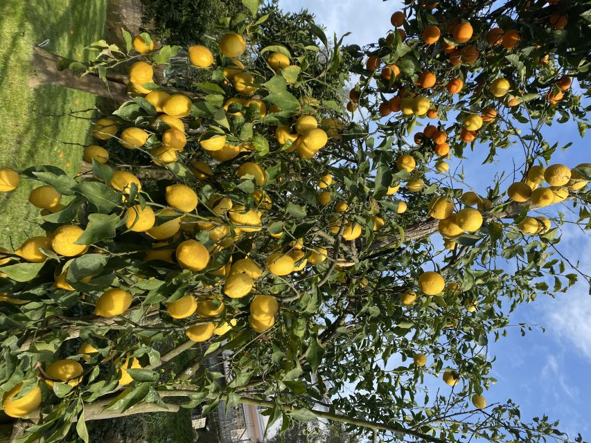 Piano di Sorrento: Cooking Class with Food Tasting and Wine - Picking tomatoes, lemons, and garden produce