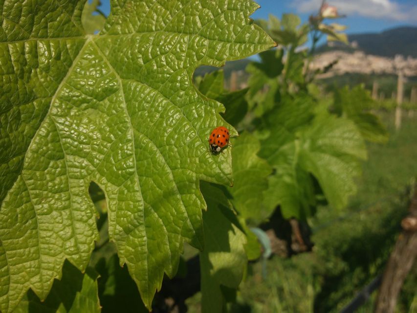 Pic nic Deluxe Assisi and wine tasting 5 wines - Why this SAIO experience works so well