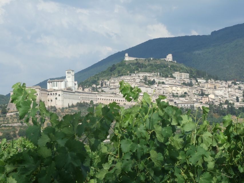 Pic nic Deluxe Assisi and wine tasting 5 wines - Walking the vines and olive groves