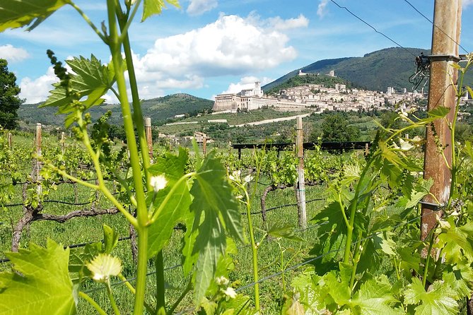 Pic nic Deluxe Assisi for 2 and wine tasting 5 wines - Key points at a glance
