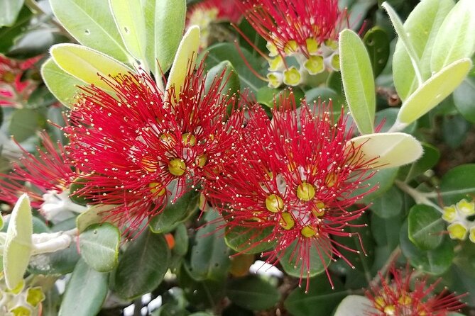 Piha Waitakere Rainforest Wine Tour from Auckland - What the guide adds to the day