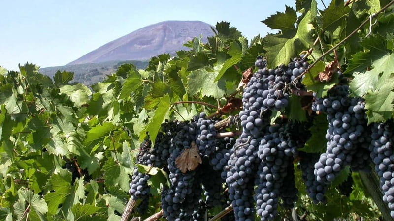 Pompeii: Archeological Tour & Wine Tasting at Mt. Vesuvius - What you see inside Pompeii in two hours