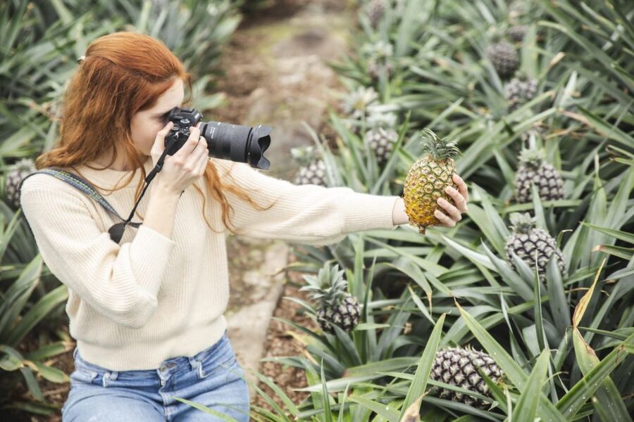 Ponta Delgada: Pineapple wine tasting and pineapple tour - The story behind Azorean pineapples