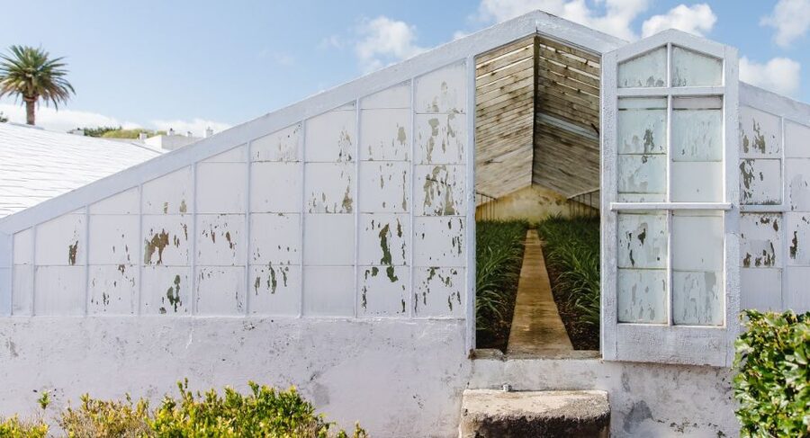 Ponta Delgada: Pineapple wine tasting and pineapple tour - Walking through Herdade do Ananás greenhouses
