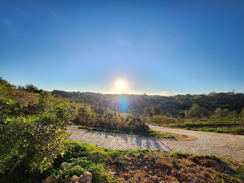 Porches: Algarve Vineyard Tour and Wine Tasting Experience - Key points to know before you book