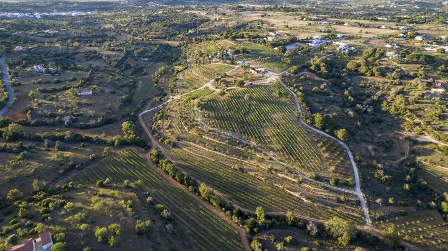 Porches: Algarve Vineyard Tour and Wine Tasting Experience - The short vineyard walk