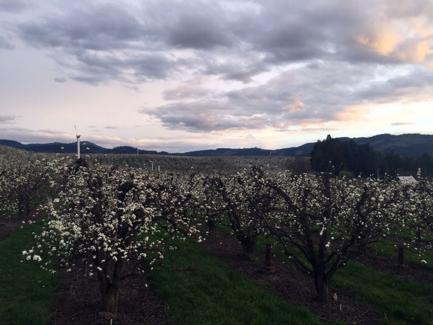 Portland: Mount Hood Wine and Waterfalls Full-Day Tour - Lunch and wine in the Hood River Valley