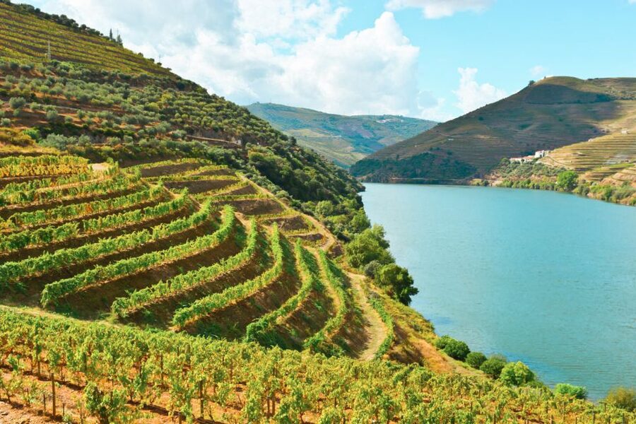 Porto: Douro Valley Tour with Wine Tasting, Cruise and Lunch - The second tasting and a different view of Douro wine